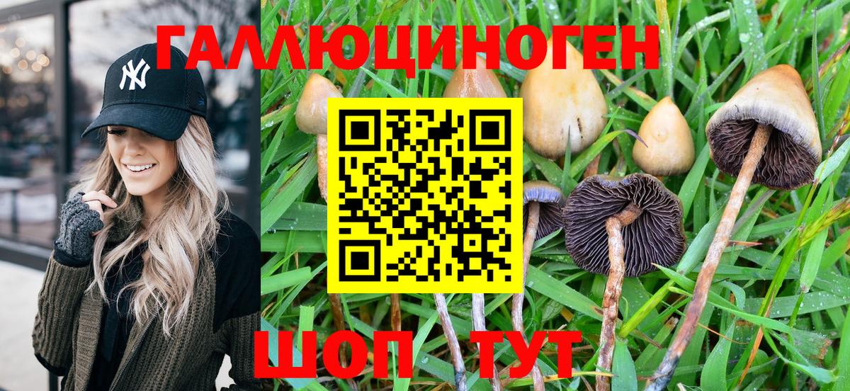 Псилоцибиновые грибы GOLDEN TEACHER Грозный